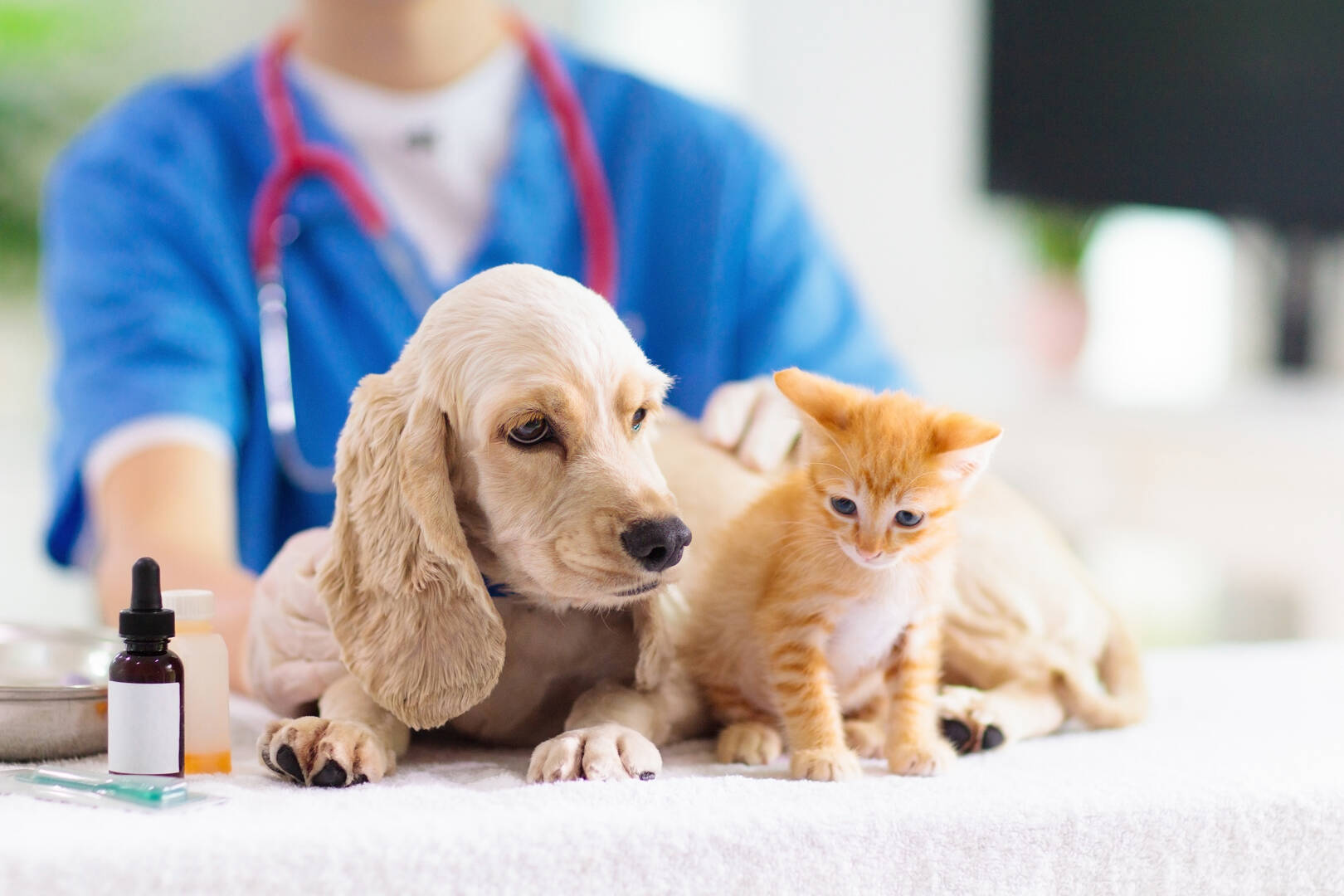 Animal Care Hospital logo