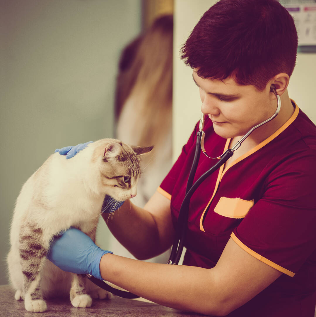 Beaver Dam Veterinary Clinic logo
