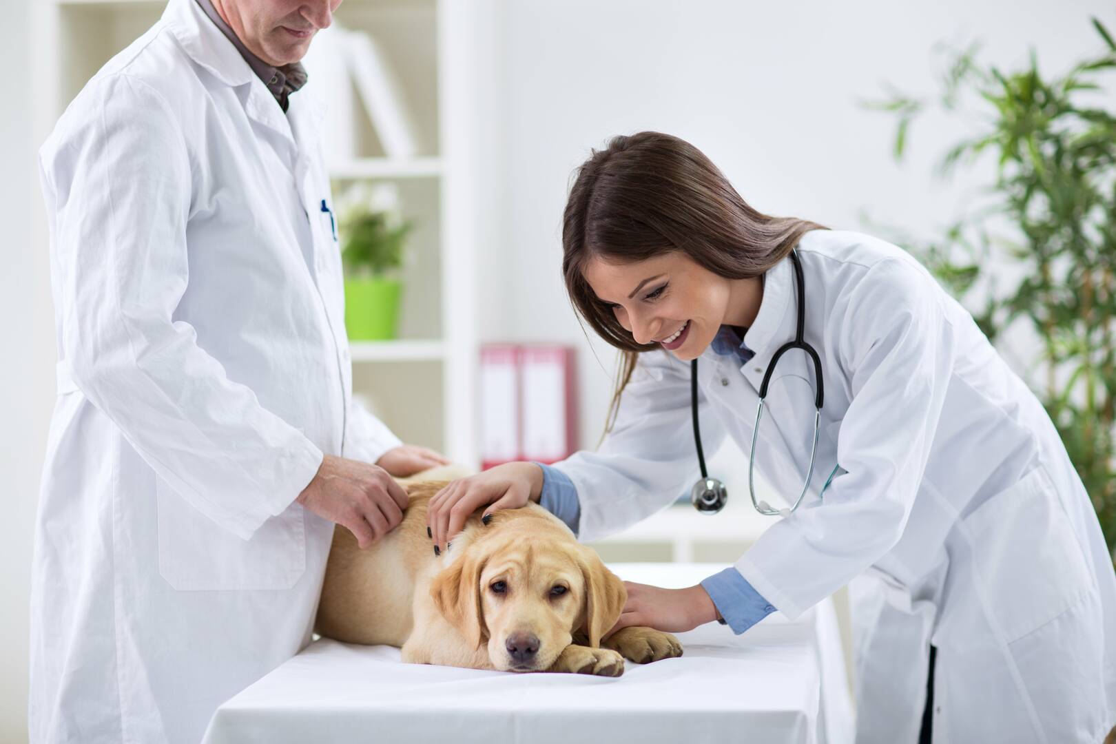 Baywood Animal Hospital logo