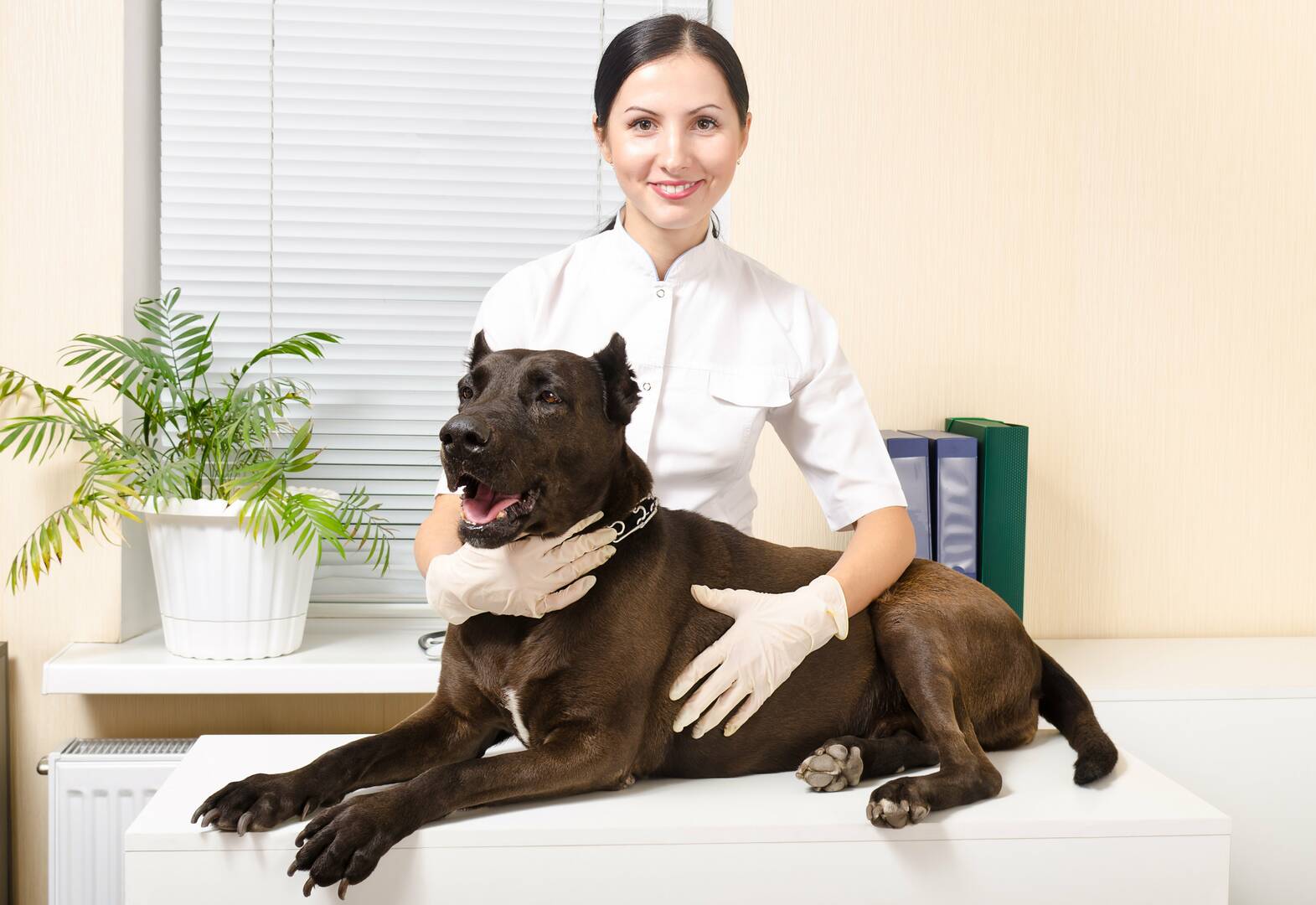 The Pooch Mobile logo