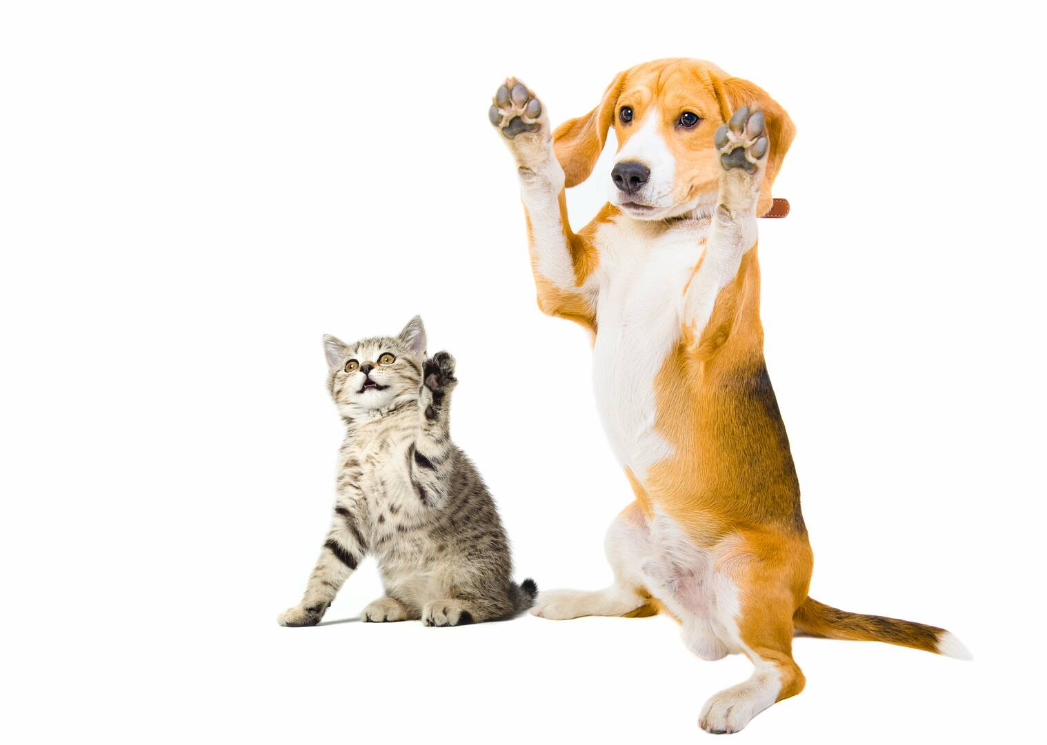 Alta Animal Hospital logo